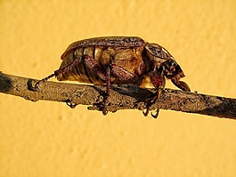 性质,颜色,黄色