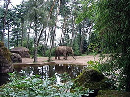 大象,非洲大象,非洲布什大象