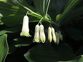 花,友谊,洁白