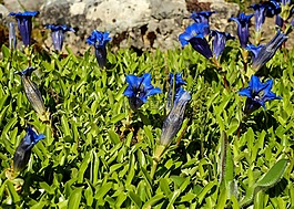 龙胆,鲜花,盛开