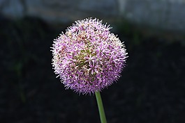 韭,洋葱花,花