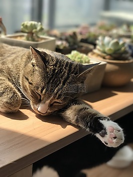 cat,cute,lovely