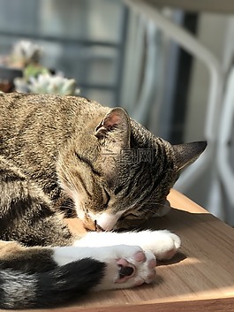 cat,cute,pury