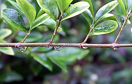 AE下雨图片_AE下雨素材_AE下雨模板免费下载-六图网