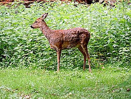 獐鹿,paarhufer,哺乳动物