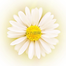 技术的花,艺术,花