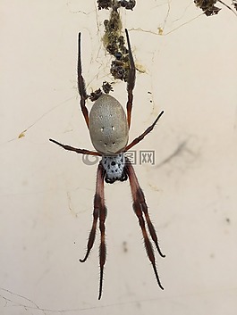 蜘蛛,澳大利亚,动物