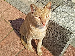 猫,闪电,毛色微红