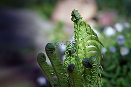 春,植物,绿色