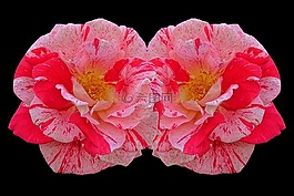 玫瑰,多彩色,红色