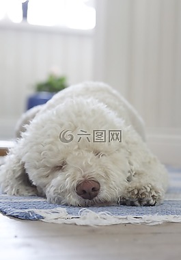 狗,松露的狗,白