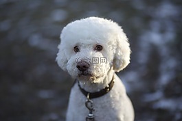 狗,松露的狗,白