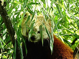 动物,熊猫,可爱