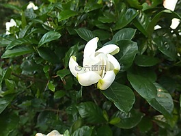 鲜花,白,螺丝钉