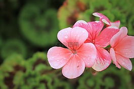 天竺葵,自然,怒目而视