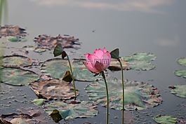 莲花,荷花,绽放