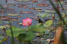 莲花,荷花,绽放