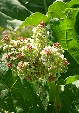 大黄,大黄漏,花