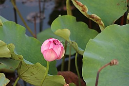 莲花,荷花,绽放