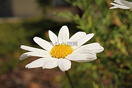 雏菊,自然,怒目而视