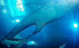 鲸鲨,鲨鱼,水族馆