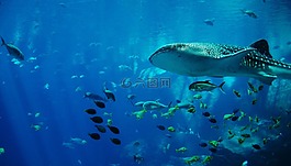 鲸鲨,鲨鱼,水族馆