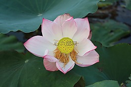 莲花,荷花,绽放