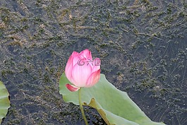 莲花,荷花,绽放