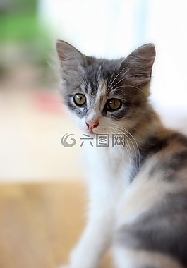 房子的猫,猫,宠物