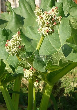 大黄,大黄漏,花