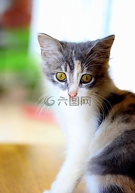 房子的猫,猫,宠物