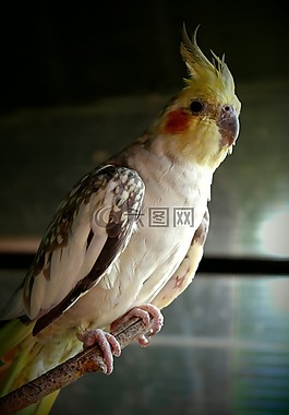 鹦鹉,囚禁,有色