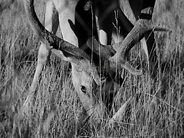 小鹿,鹿角,黑白摄影