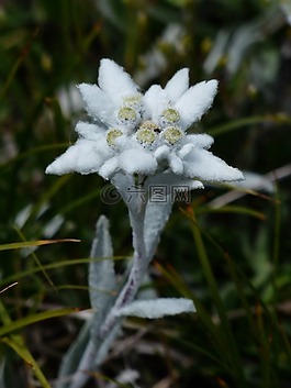 高山 edelweiß,普通,雪绒花