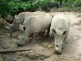 野生,野生动物,动物