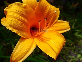 花,美丽,精巧