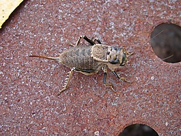 bug,草本,graphosoma