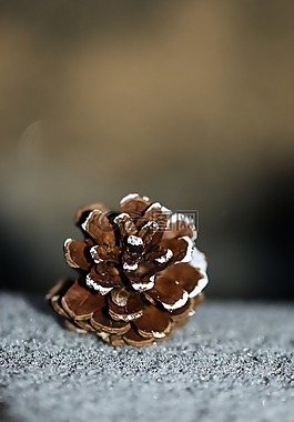 雪松球图片_雪松球素材_雪松球模板免费下载-六图网