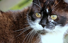猫,猫眼石,猫的鼻子