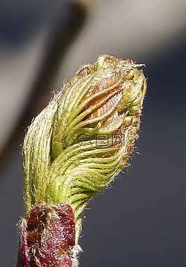 芽,花楸树浆果,自然