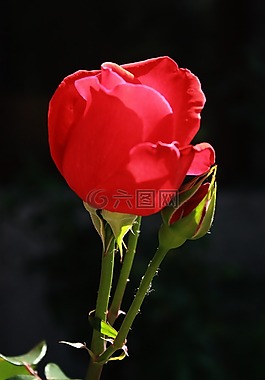 微距,玫瑰,花
