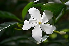 洁白的花朵,花,鲜花