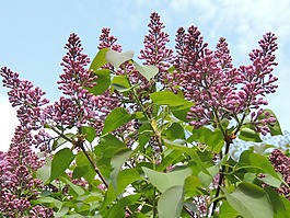 紫丁香,花