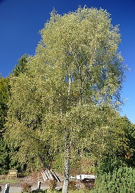 树,落叶乔木,性质