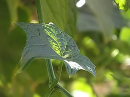 叶,植物,佛手瓜