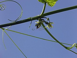 叶,植物,佛手瓜