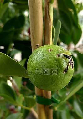 番石榴,热带,植物