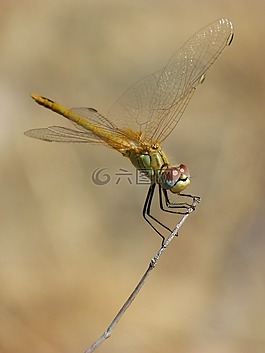 蜻蜓,赤蜻属striolatum,odonato