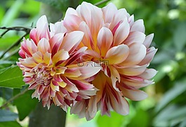 花,大丽花,双色