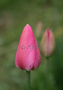 郁金香,花卉,粉色